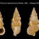 Image of Cerithium leptocharactum Rehder 1980