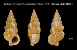 Image of Cerithium leptocharactum Rehder 1980