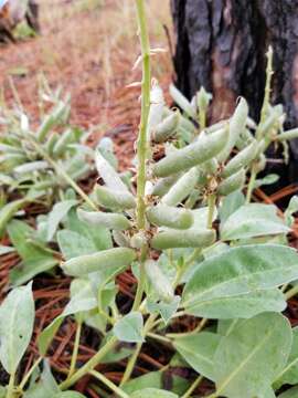 Image of Oak Ridge Lupine