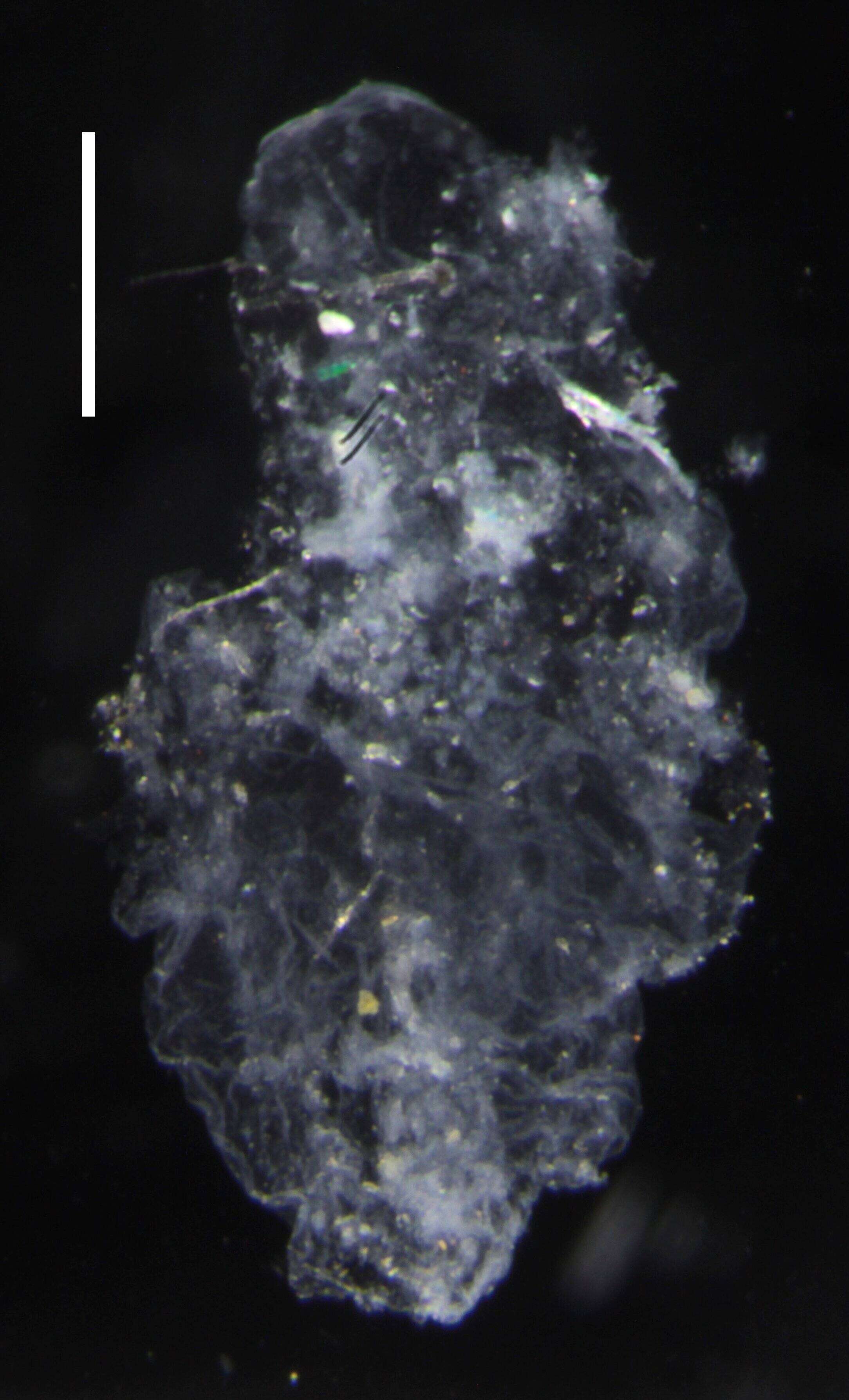 Image of Lilyopsis fluoracantha Haddock, Dunn & Pugh 2005