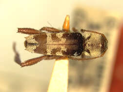 Image of Neoclytus pubicollis Fisher 1932