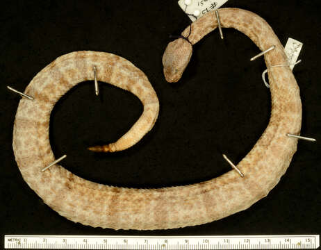 Crotalus lepidus (Kennicott 1861) resmi