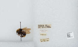 Image de Bombus insularis (Smith 1861)