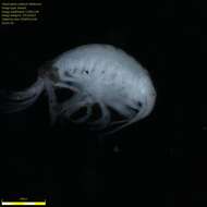 Image of Amphipoda