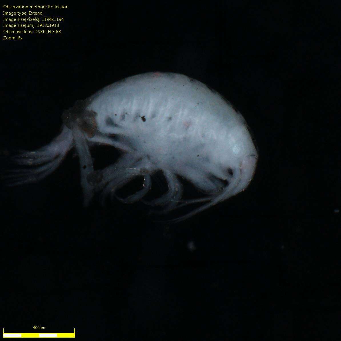 Image of Amphipoda