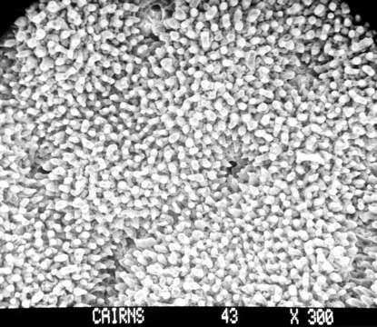 Image of Lepidopora acrolophos Cairns 1983