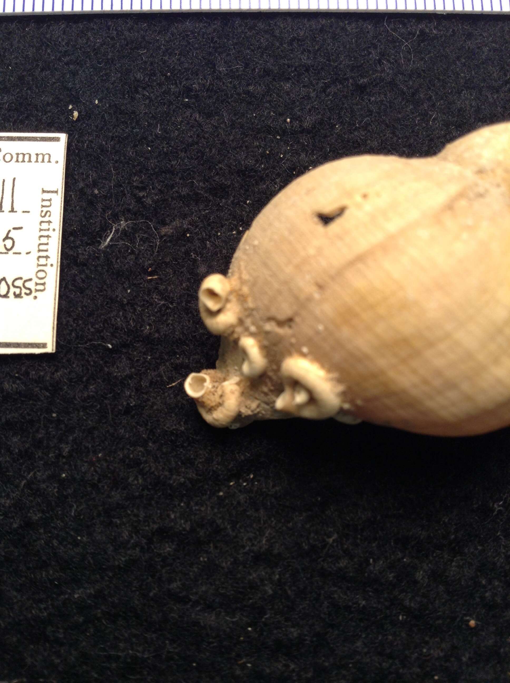 Image of Bushiella (Bushiella) valida (Verrill ex Smith & Harger 1874)