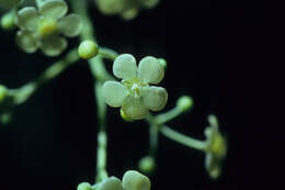 Tontelea cylindrocarpa (A. C. Sm.) A. C. Sm.的圖片