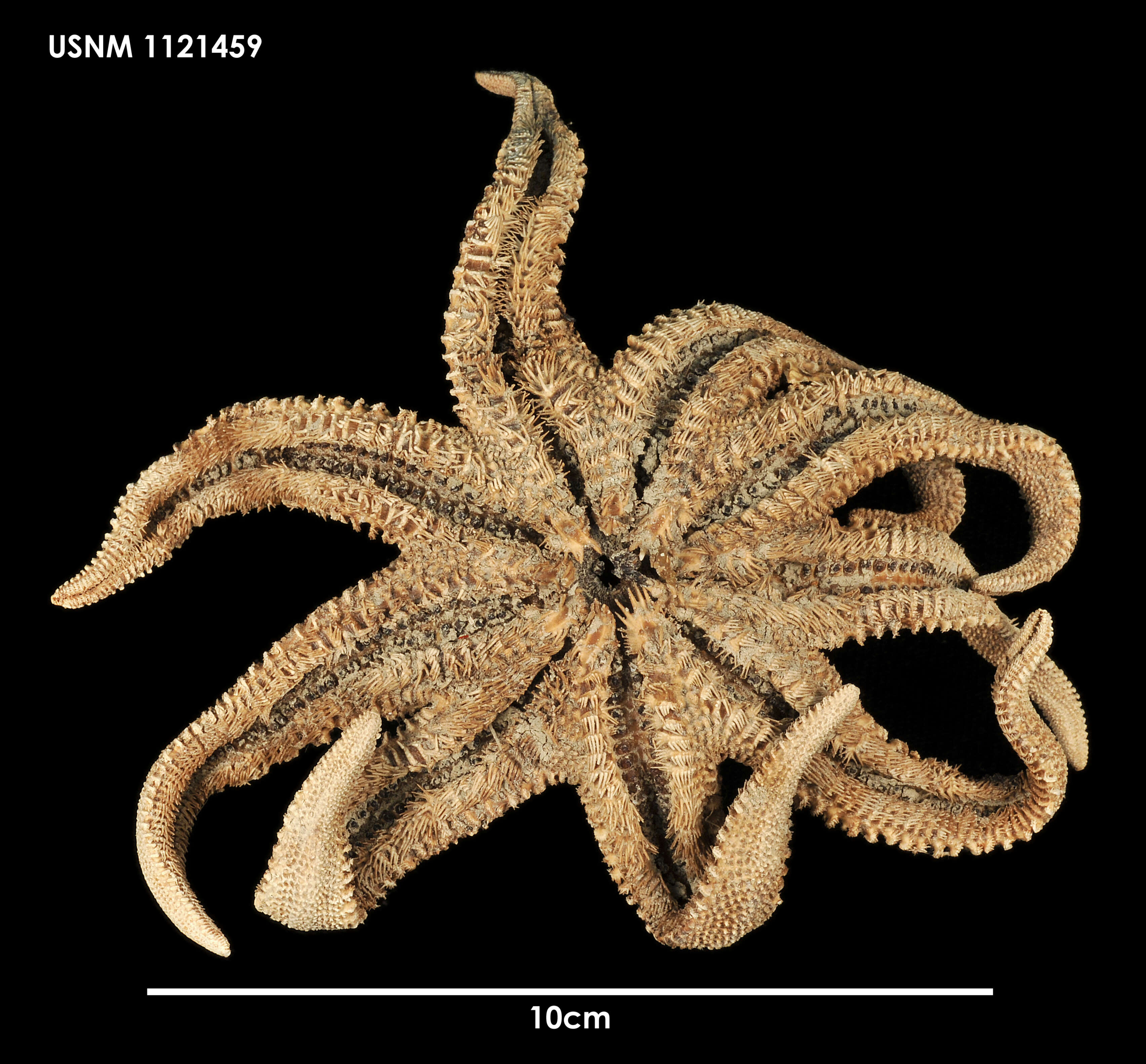 Imagem de Solaster regularis Sladen 1889