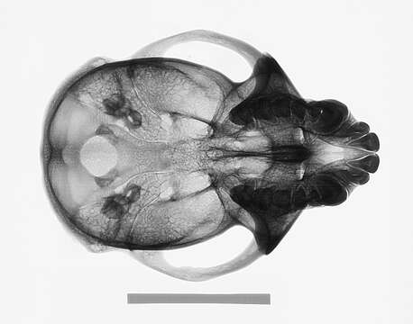 Image of Macaca fascicularis fascicularis (Raffles 1821)