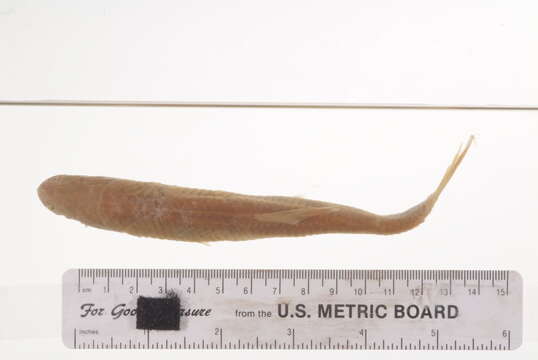 Image of European chub