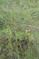 Sivun Hypericum setosum L. kuva