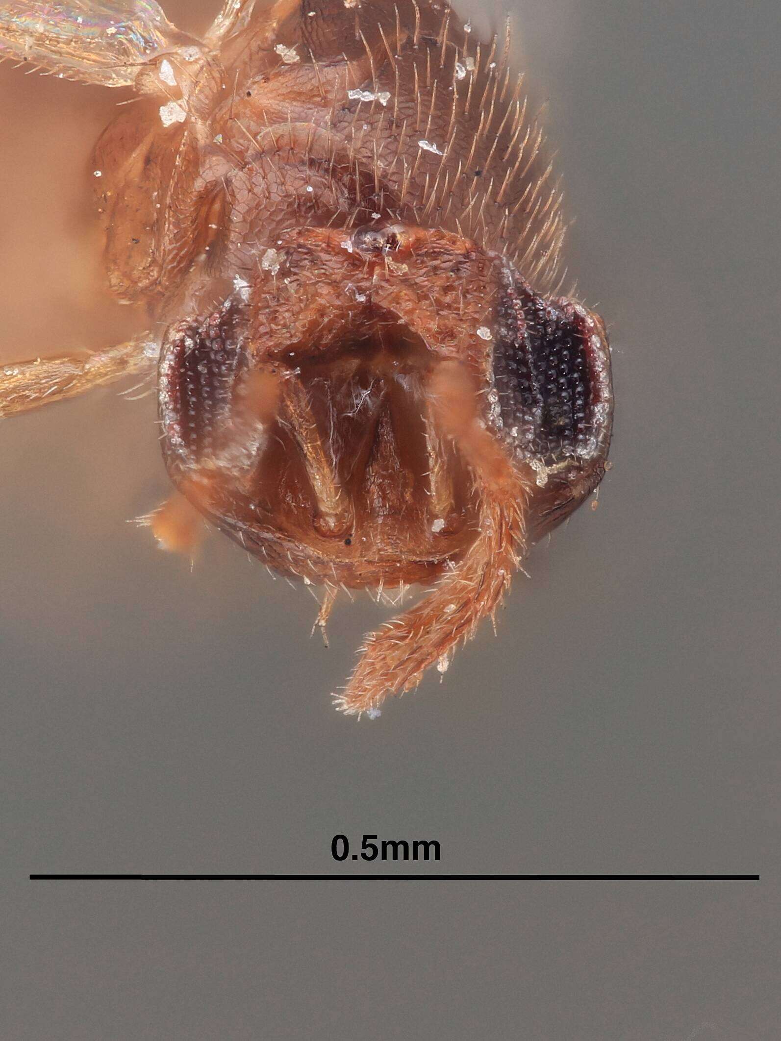 Image of Parasitoid wasp