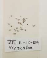 Image of Vioscalba