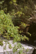 Image of Otatea acuminata (Munro) C. E. Calderón ex Soderstr.