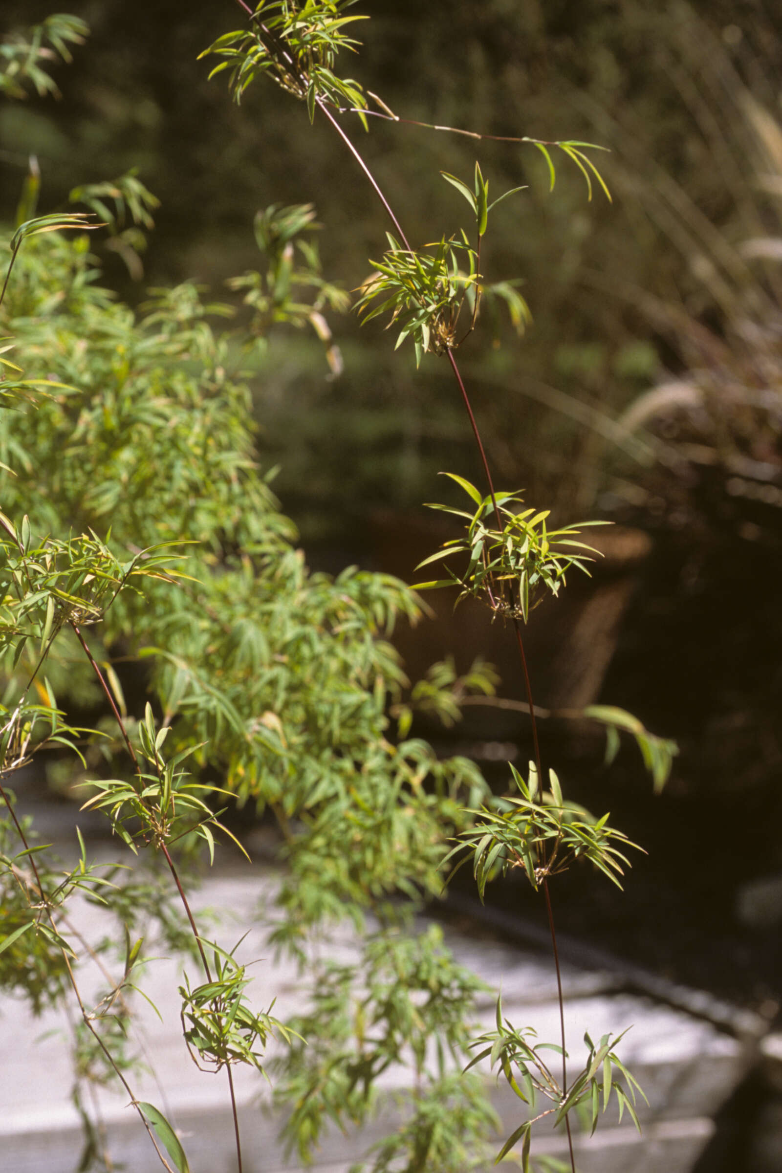 Image of Otatea acuminata (Munro) C. E. Calderón ex Soderstr.