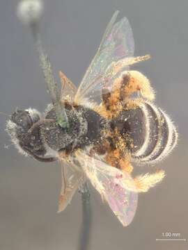 Image of Halictus