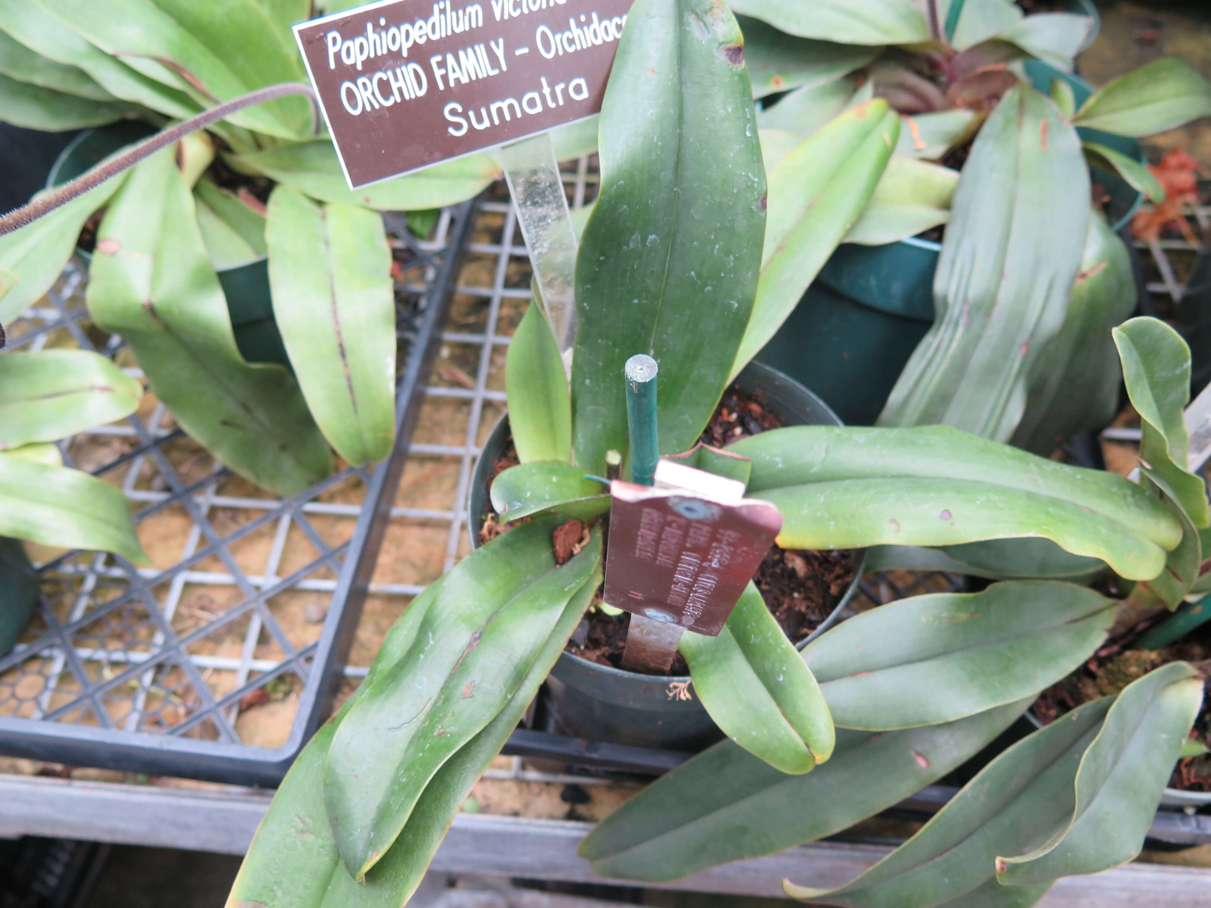 Image of Queen Victoria Paphiopedilum