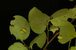 Image of <i>Phyllanthus mocinianus</i>