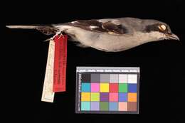 Image of San Clemente loggerhead shrike