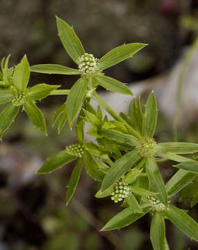 Imagem de Eryngium foetidum L.