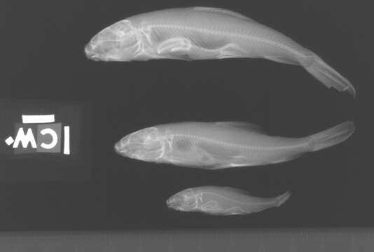 Catostomus macrocheilus Girard 1856 resmi