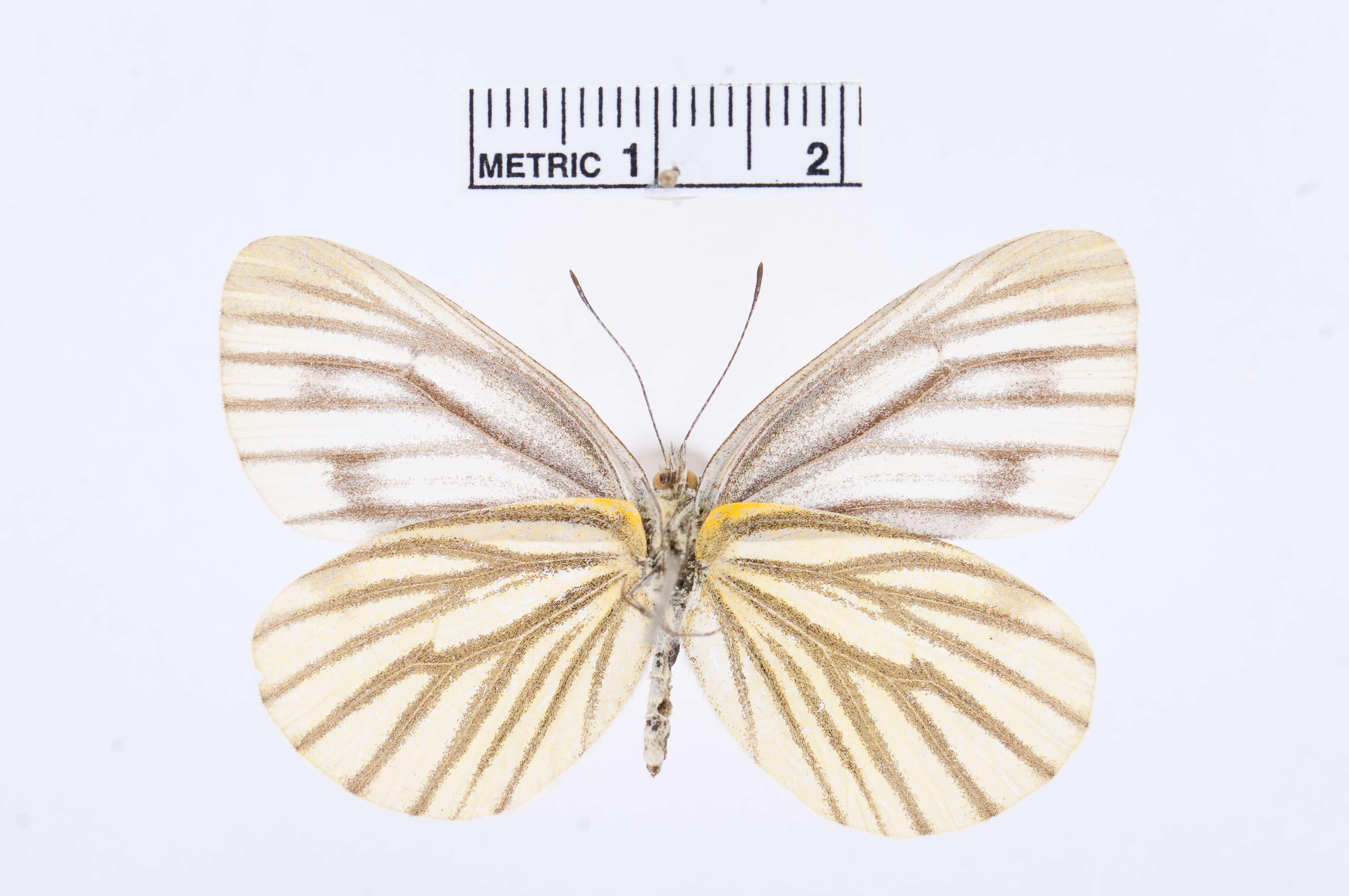 Image of Pieris Hübner 1819