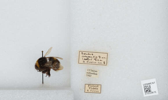 Image of Bombus soroeensis (Fabricius 1776)