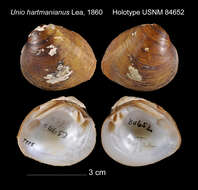 Image of Unio hartmanianus I. Lea 1860