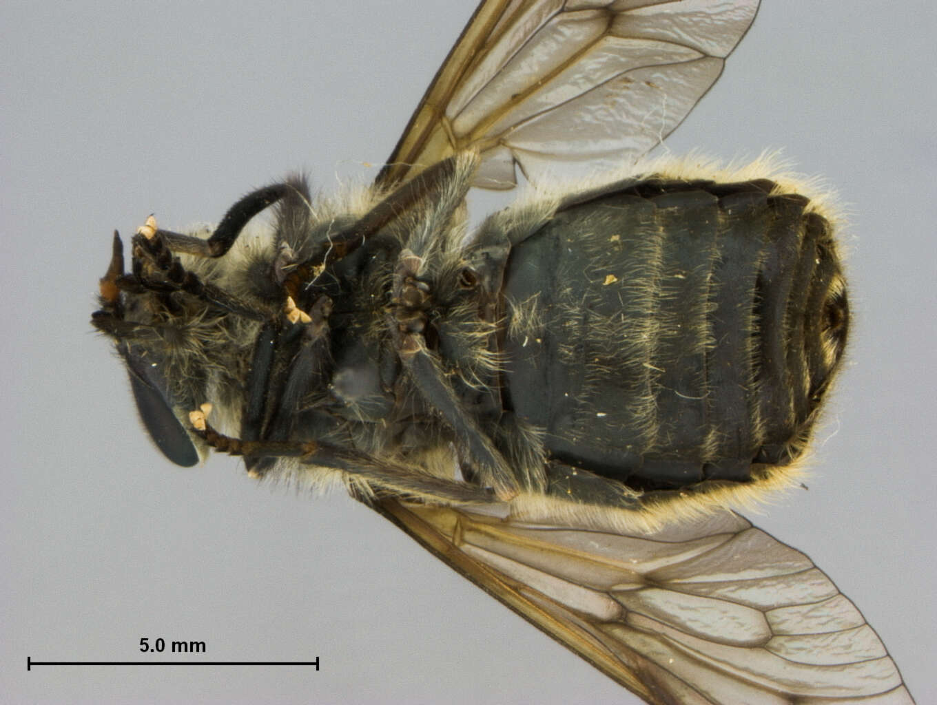 Image of Hybomitra stigmoptera (Olsufjev 1937)