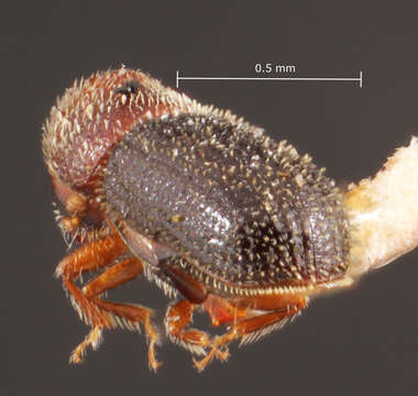 Image of Weevil