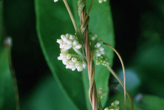 Image of American dodder