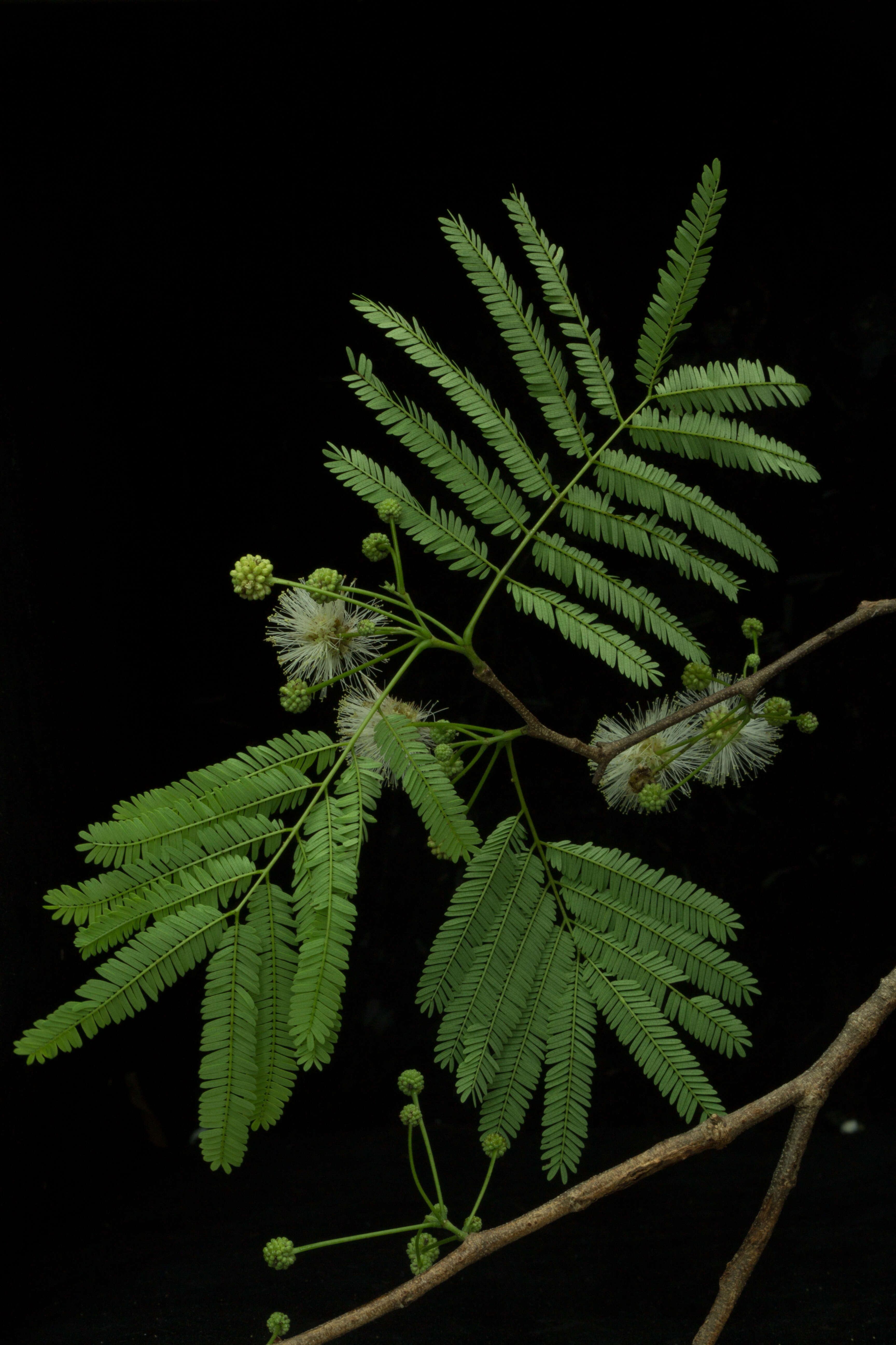 Plancia ëd Lysiloma divaricatum (Jacq.) J. F. Macbr.