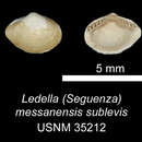 Image of <i>Ledella messanensis sublevis</i> Verrill & Bush