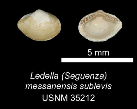 صورة <i>Ledella messanensis sublevis</i> Verrill & Bush