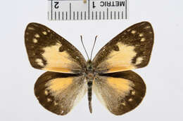 Colotis amata (Fabricius 1775)的圖片