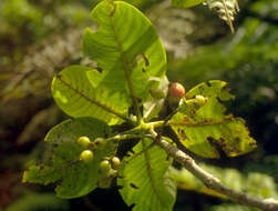 Image of Psychotria L.