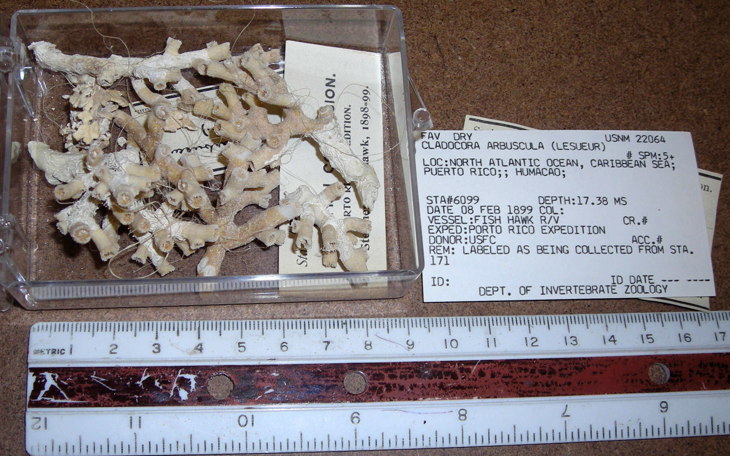 Image de <i>Cladocora arbuscula</i>