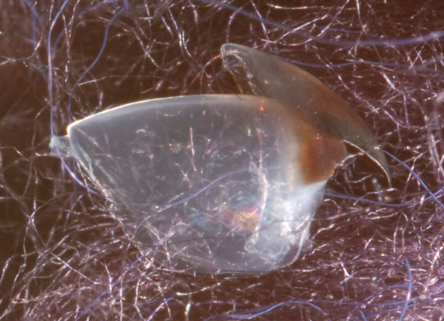 Image of Wonderful firefly squid