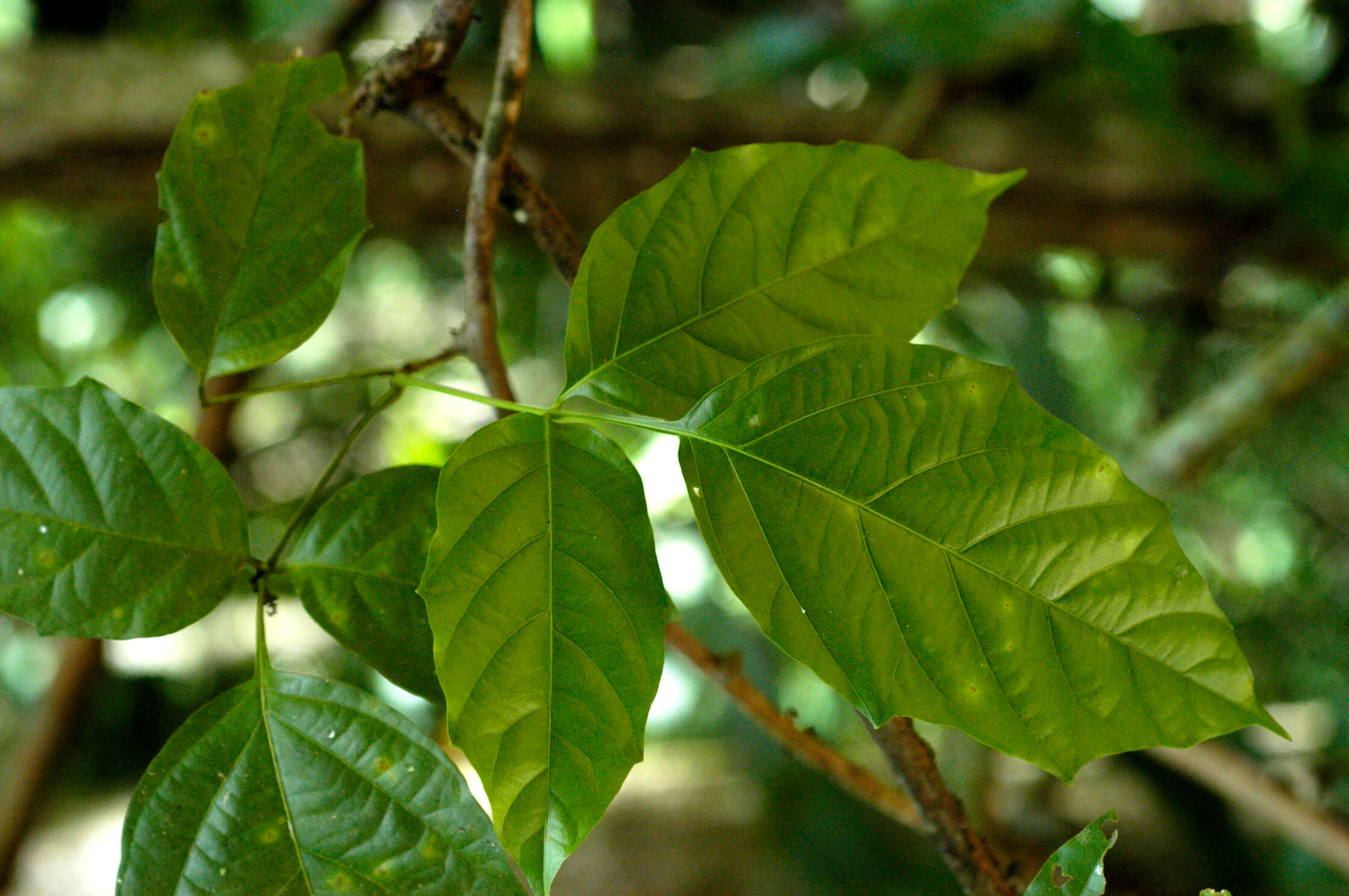 Слика од Paullinia turbacensis Kunth