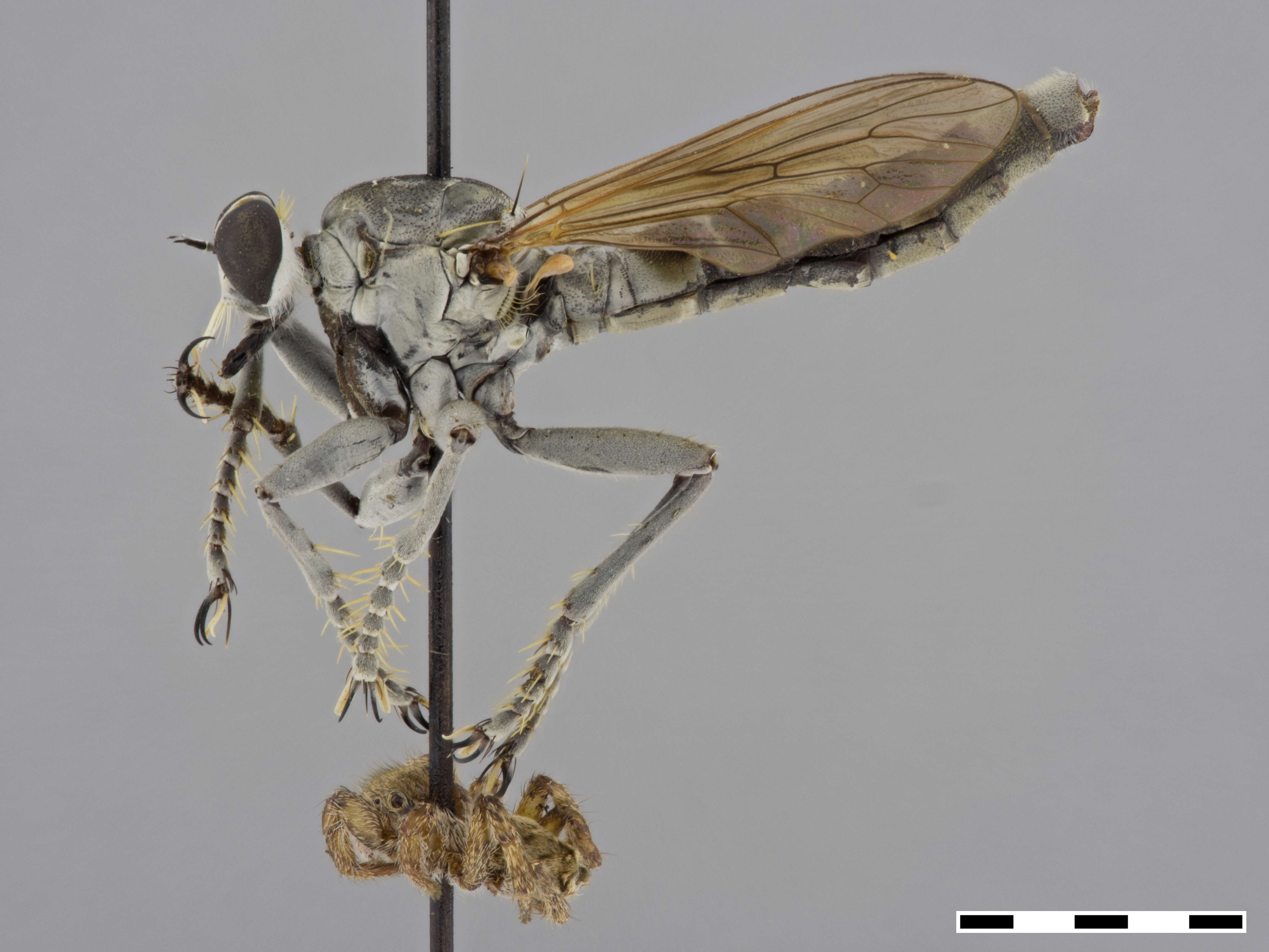 Image of Three-banded Robber Fly