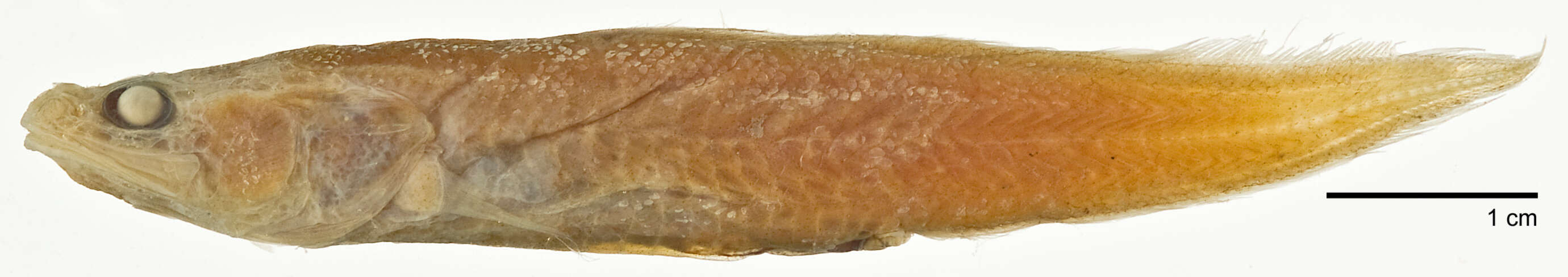 Слика од Pseudonus squamiceps (Lloyd 1907)