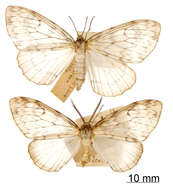 Image of Fulgurodes parcitata Dognin 1893