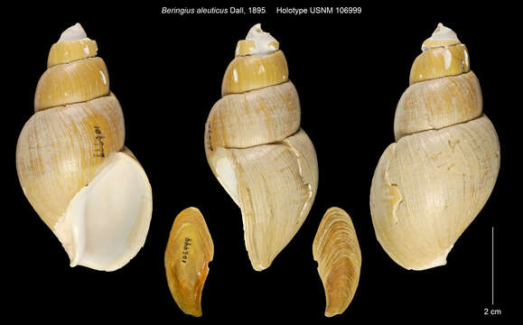 Слика од Beringius aleuticus Dall 1895