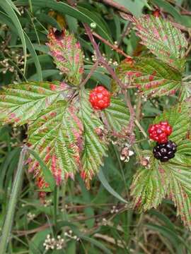 Image of sawtooth blackberry