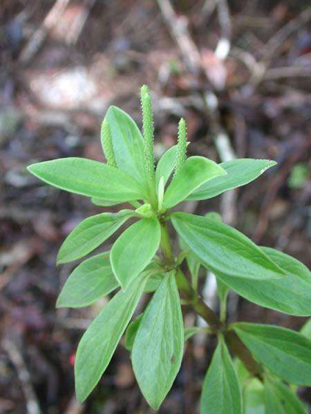 Image of Single-Nerve Peperomia