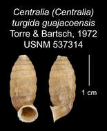 Image of <i>Centralia turgida guajacoensis</i> Torre & Bartsch