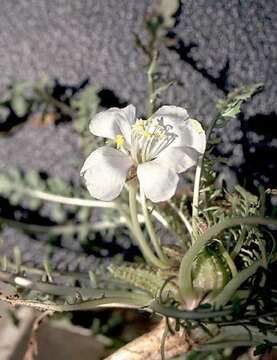 Imagem de Oenothera cavernae Munz