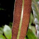 Elaphoglossum alatum (Gaud.) resmi