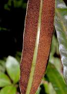 Image of Tall Tongue Fern